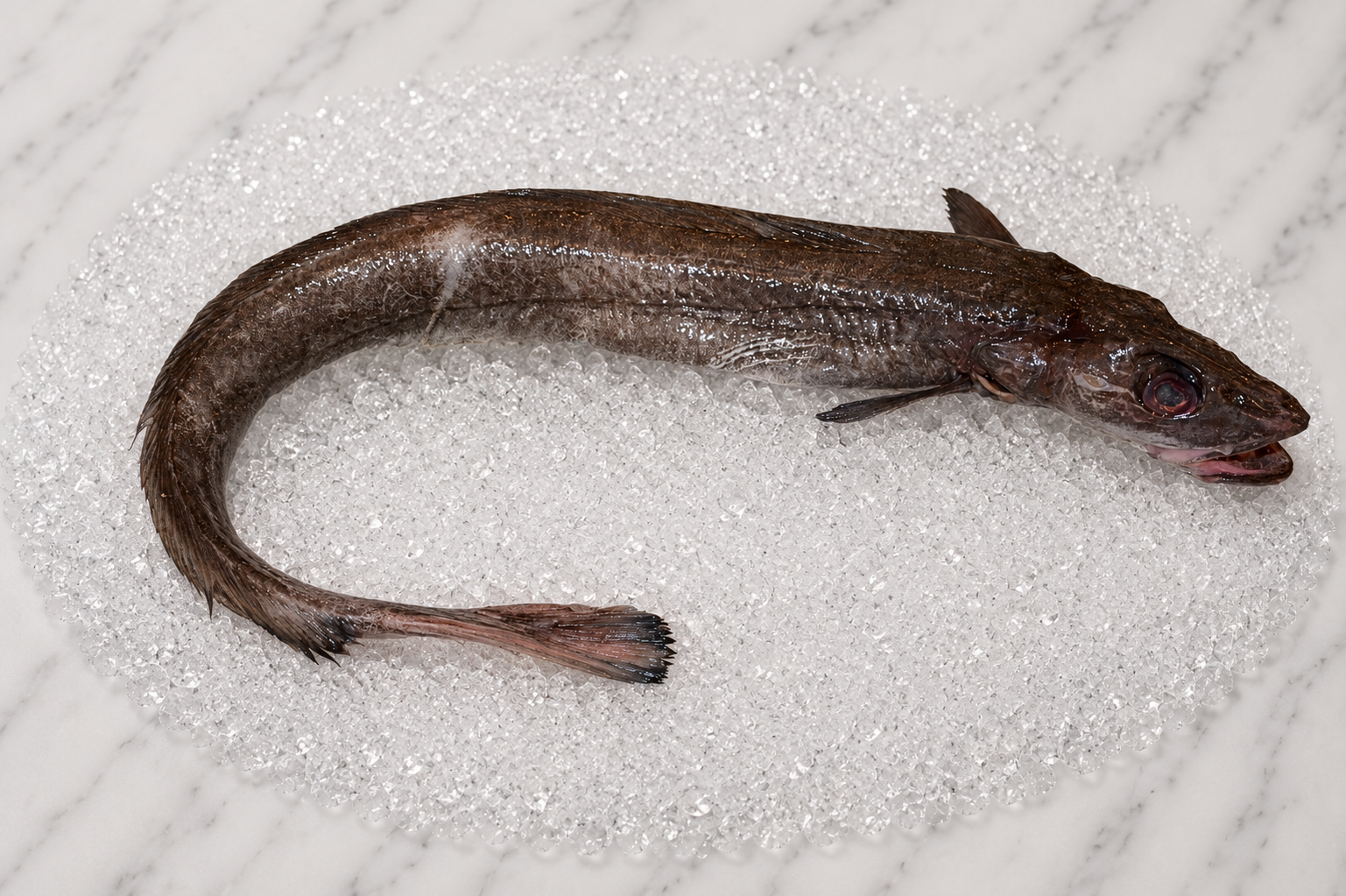 Rundfisk