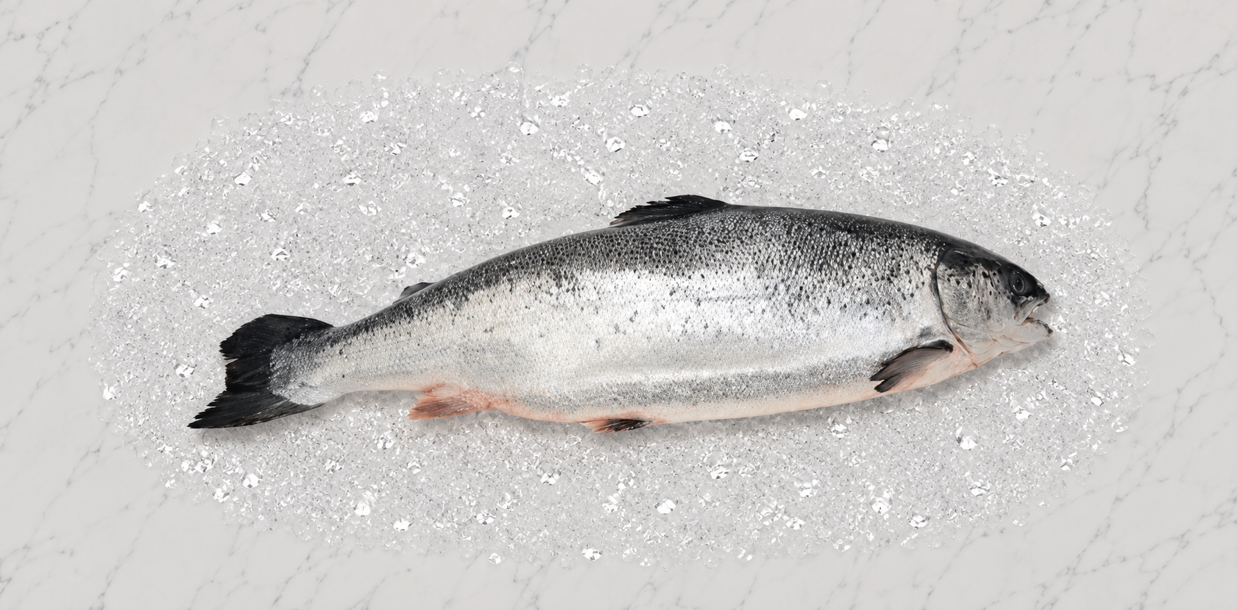 Opdrætsfisk