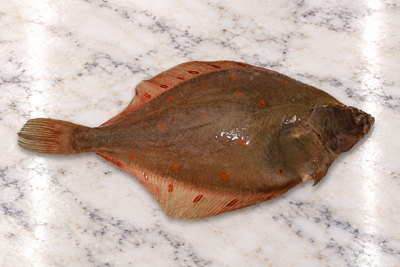 Plaice