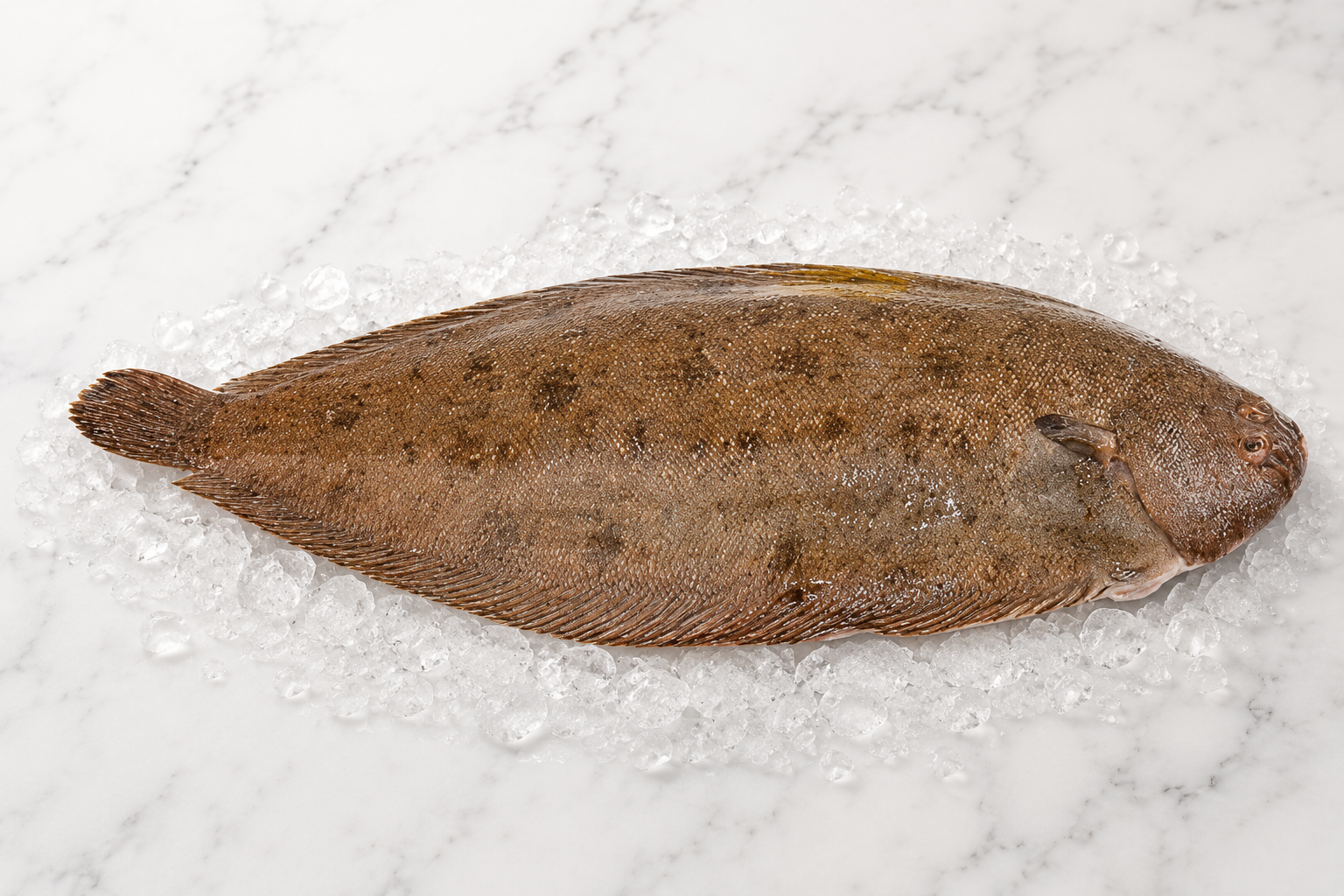 Dover sole