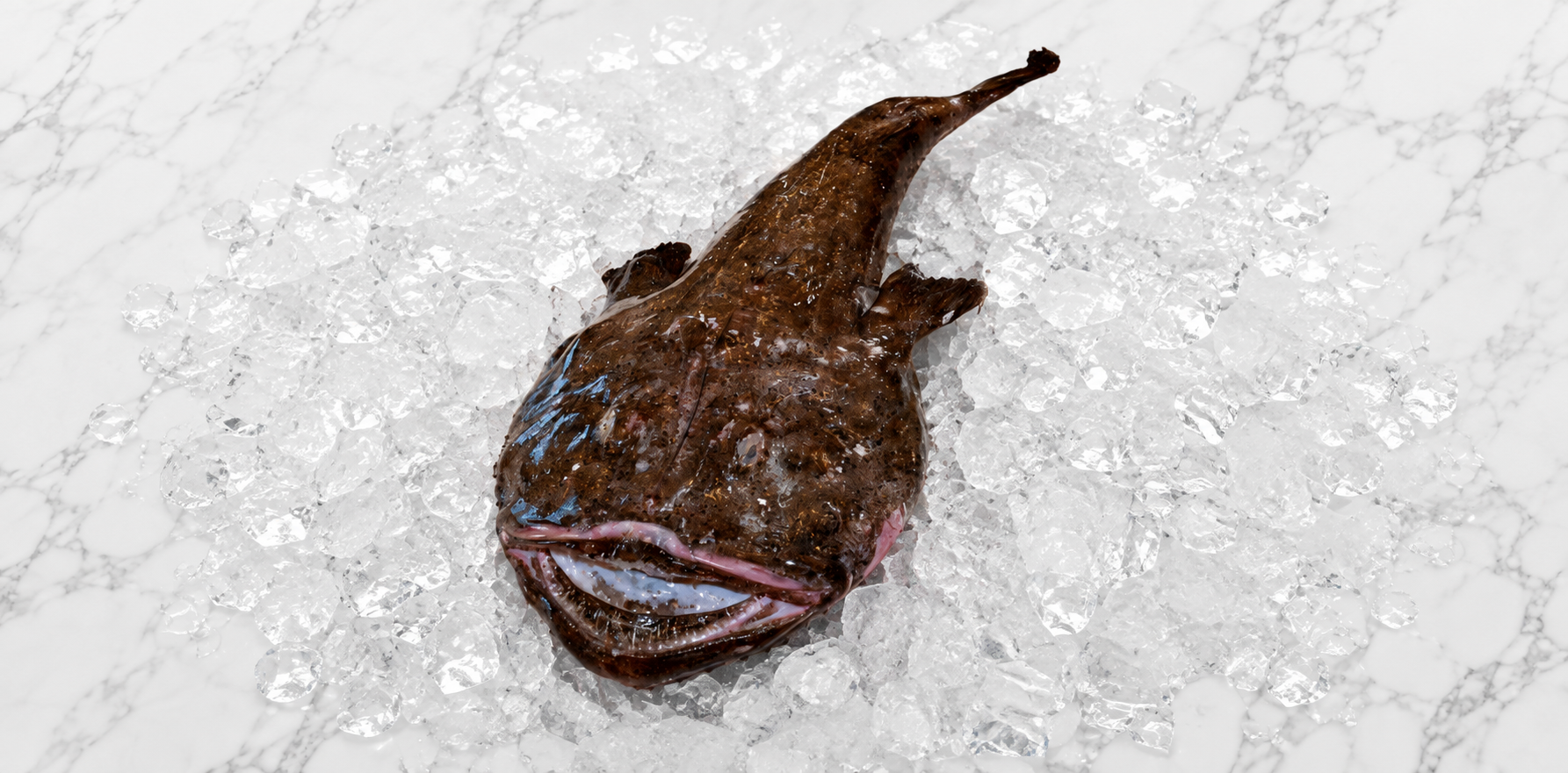 Monkfish
