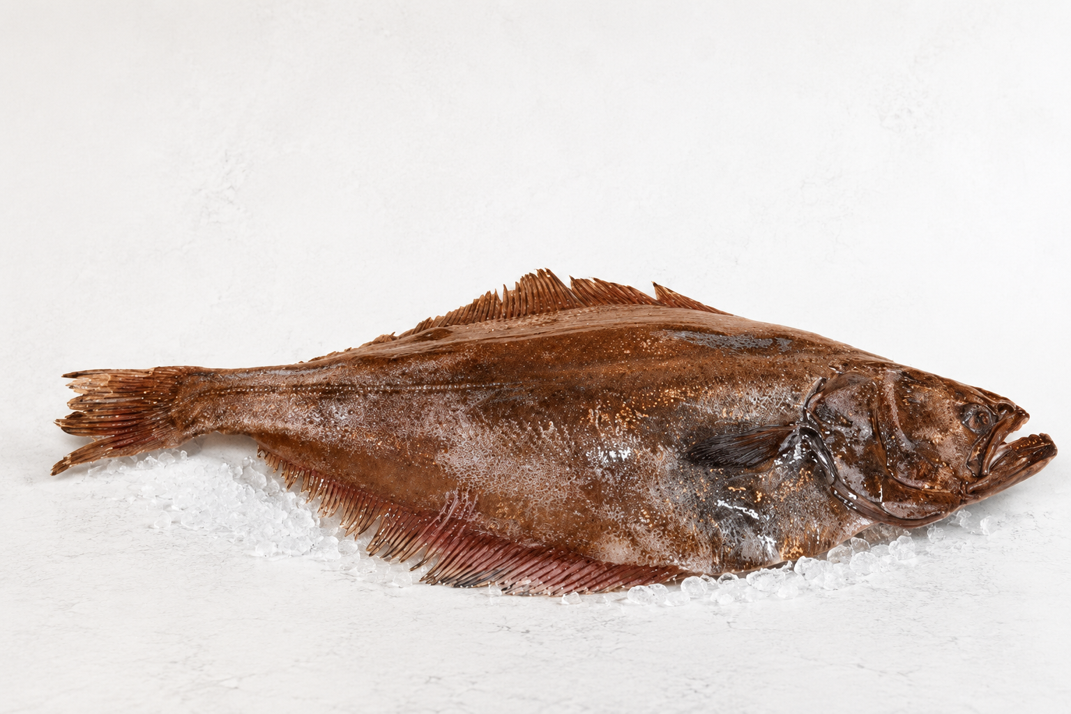 Halibut