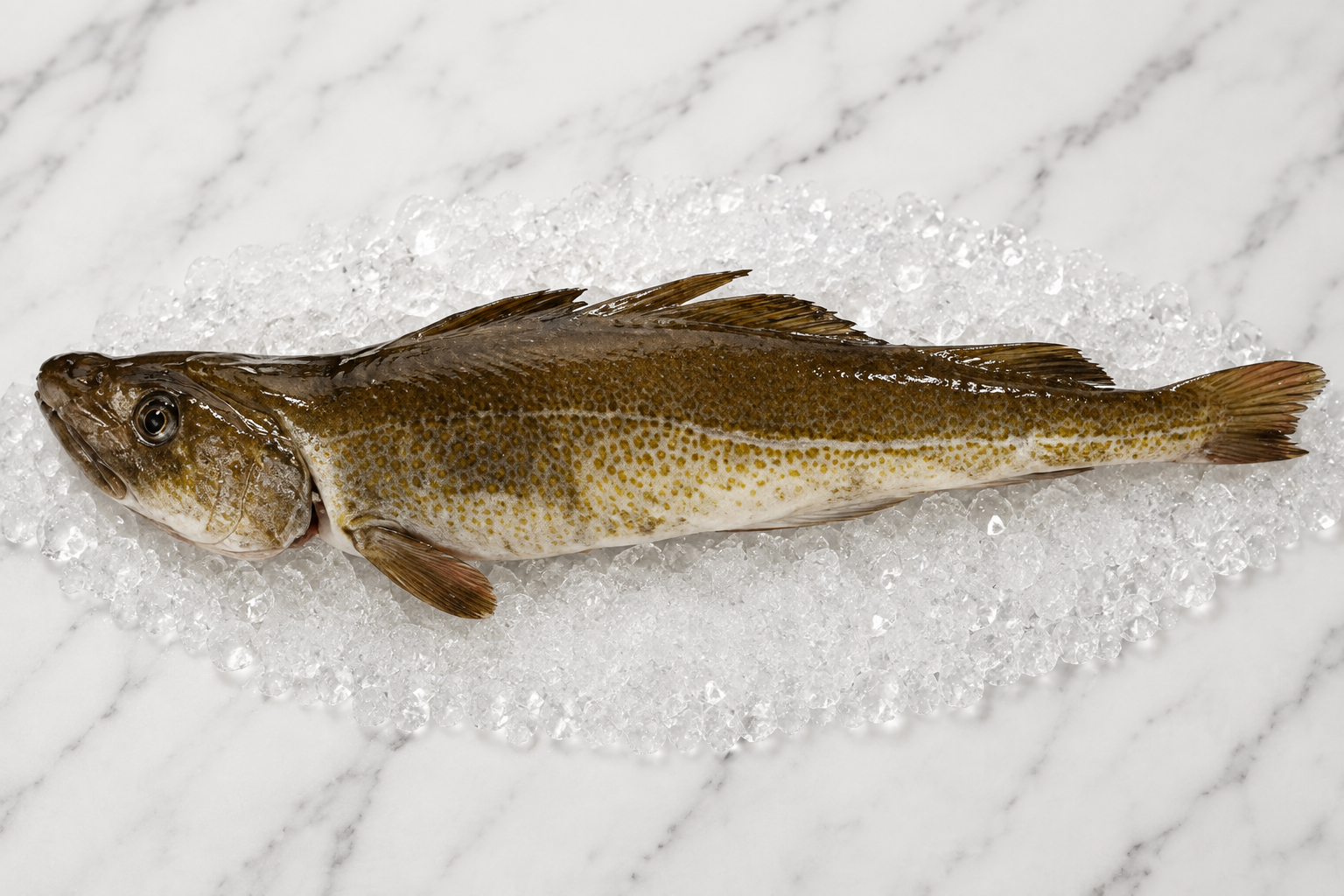 Roundfish