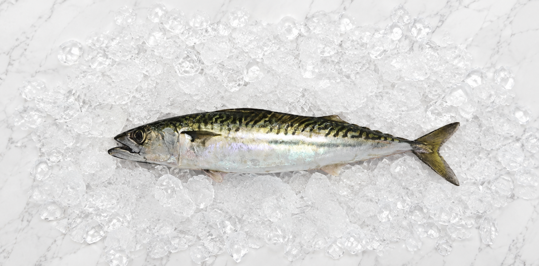 Mackerel