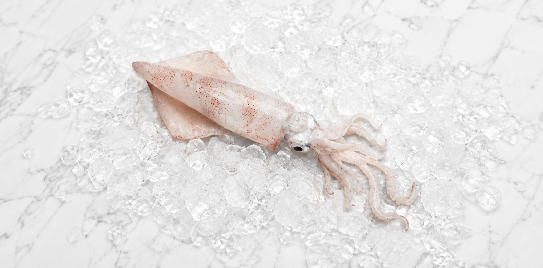 Squid